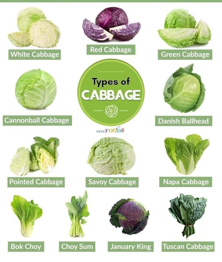 Do you know your types of cabbage? Circle C Farm