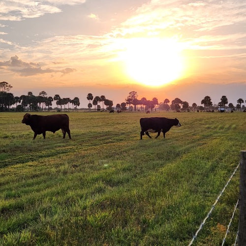 Mother's Day Sip & Shop Market on the Farm Saturday, May 11, 2024 9-3 Felda, FL