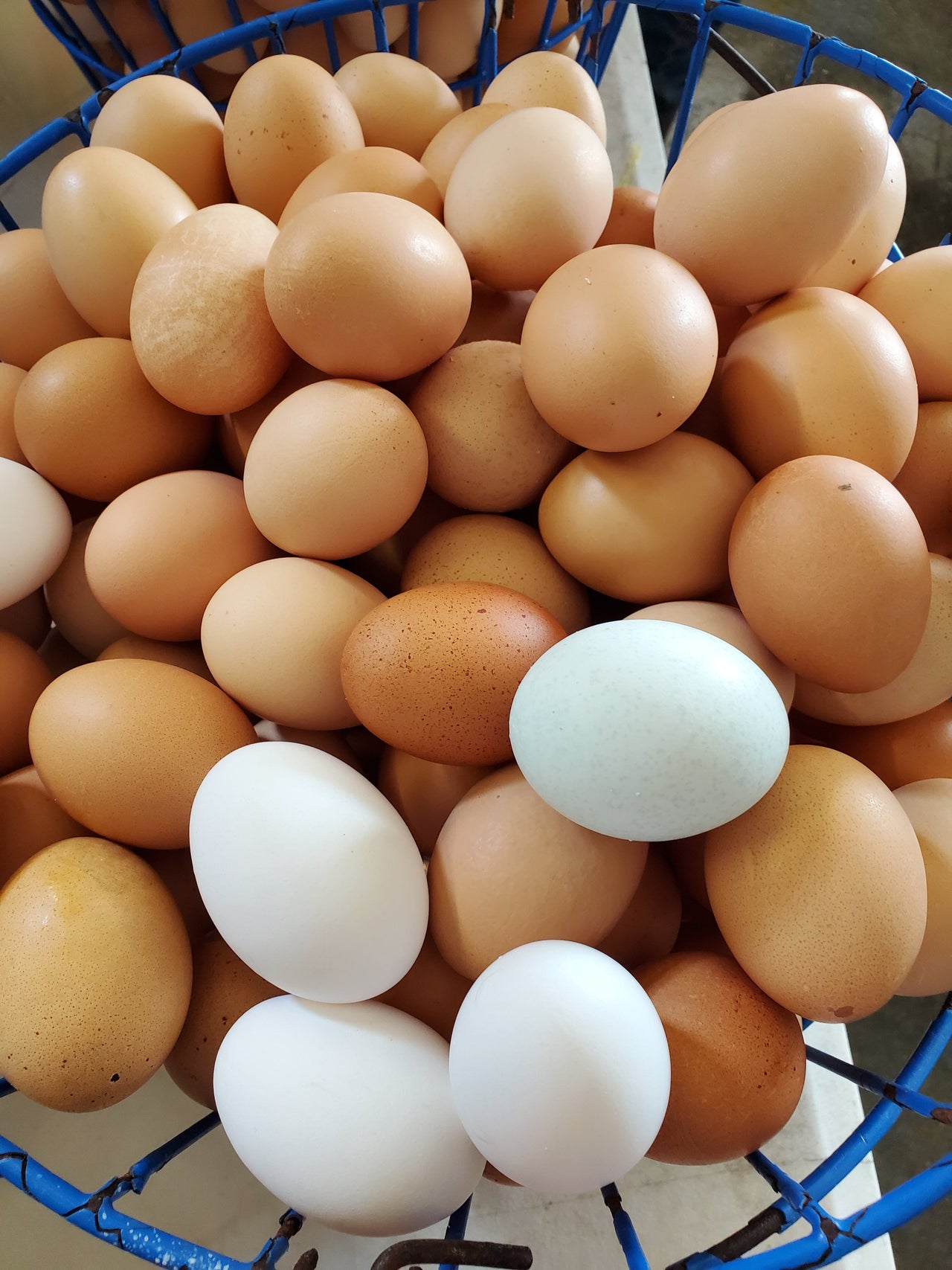 Free Range Chicken Eggs (1 Dozen Brown)