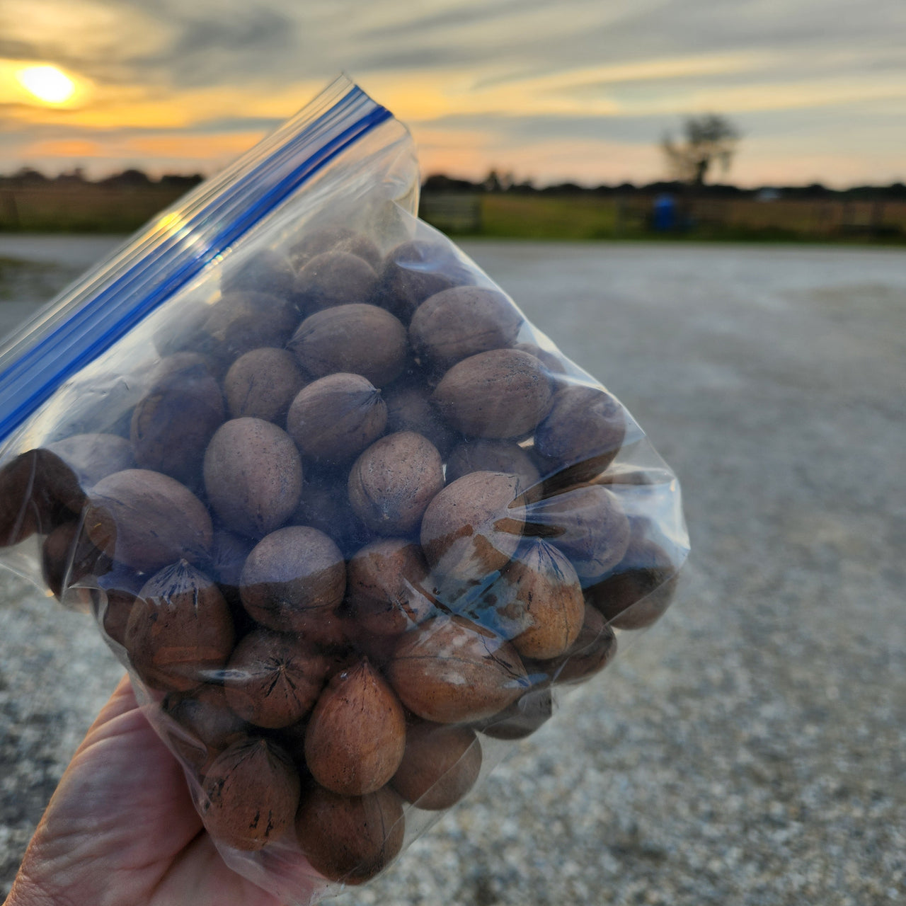 Elliot Pecans Freshly harvested from an Alabama Farmer we know